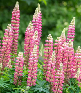 Lupinus polyphyllus 'Rose Shades'
